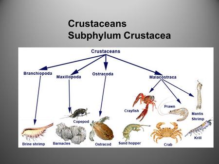 Crustaceans Subphylum Crustacea. Typically have: 2 Pairs of antennae 2 body sections (sometimes 3) Chewing mouth parts called mandibles.