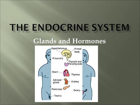 Glands and Hormones. What makes the Endocrine system unique is that it secretes hormones… These hormones are chemical messengers that are carried through.