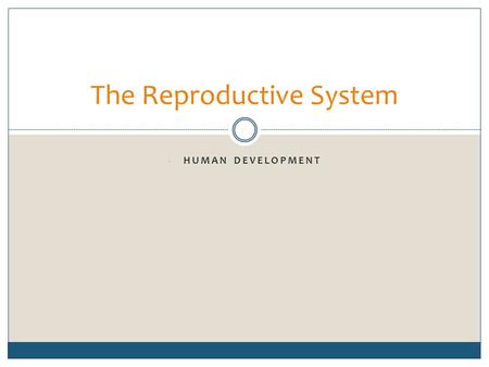 - HUMAN DEVELOPMENT The Reproductive System. Stages of Human Development Sexual reproduction occurs when an ovum becomes fertilized by a spermatozoan.