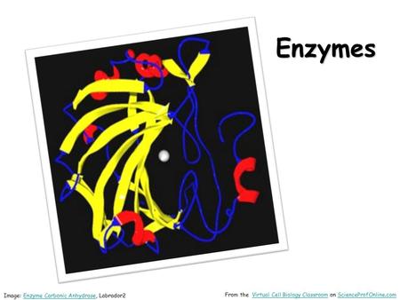 Enzymes Image: Enzyme Carbonic Anhydrase, Labrador2Enzyme Carbonic Anhydrase From the Virtual Cell Biology Classroom on ScienceProfOnline.comVirtual Cell.