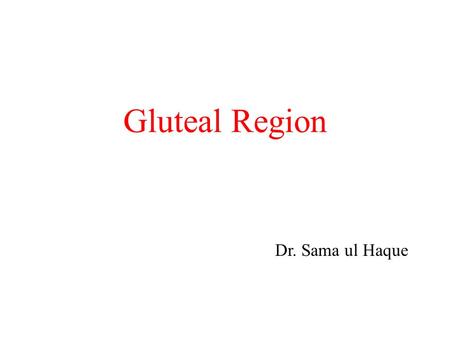 Gluteal Region Dr. Sama ul Haque. Objectives Identify the bony landmarks of the pelvis and hip on the articulated skeleton and bones. Enlist the prominent.