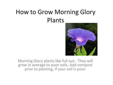 How to Grow Morning Glory Plants