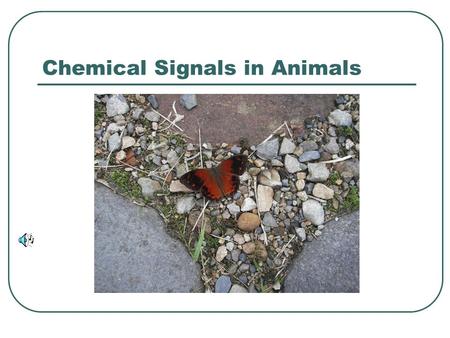 Chemical Signals in Animals Goiter Two Primary Systems of Internal Communication and Regulation. Nervous System Quick responses to sudden environmental.
