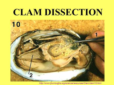 CLAM DISSECTION http://www.jburroughs.org/science/resources/Clam/clam10.html.