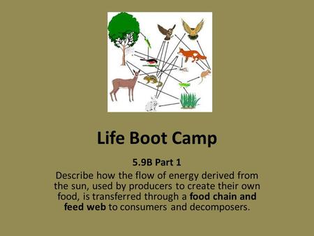 Life Boot Camp 5.9B Part 1 Describe how the flow of energy derived from the sun, used by producers to create their own food, is transferred through a food.