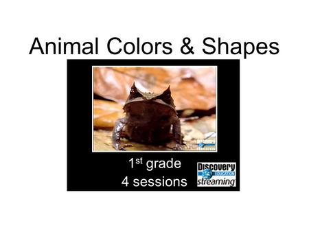 Animal Colors & Shapes 1 st grade 4 sessions. Objectives Understand that animals come in different colors and shapes Describe the purposes of color in.