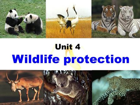 Wildlife protection Unit 4. We call them _______.wildlife Animals or plants live or grow in natural conditions.