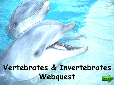 Vertebrates & Invertebrates Webquest