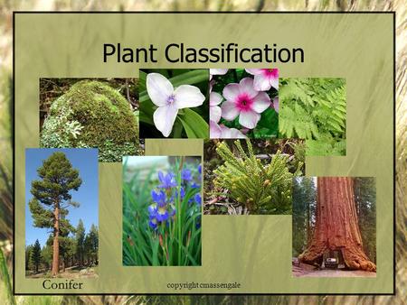 Plant Classification copyright cmassengale. Life on Land – Adaptations! Problem Drying Out Making Food Reproduction Gravity & Support Getting water &