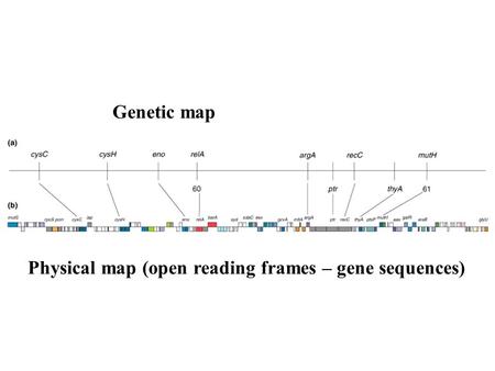 Genetic map Physical map (open reading frames – gene sequences)