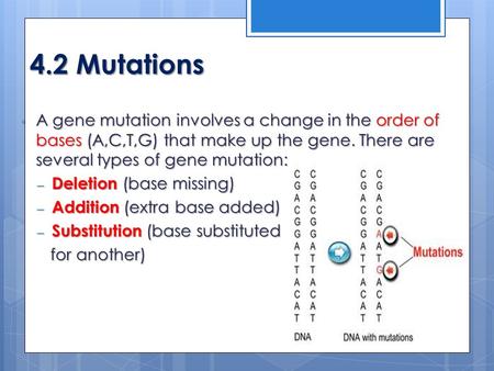 4.2 Mutations A gene mutation involves a change in the order of bases (A,C,T,G) that make up the gene. There are several types of gene mutation: A gene.