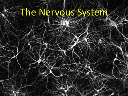 The Nervous System Network of connected cells, tissue, and organs Controls thoughts, movement, life processes Quick responses – Ex: Sunny day  pupils.