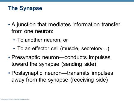 Copyright © 2010 Pearson Education, Inc. The Synapse A junction that mediates information transfer from one neuron: To another neuron, or To an effector.
