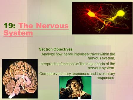 19: The Nervous System Section Objectives: