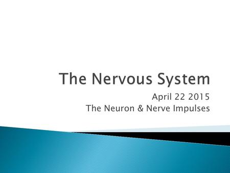 April The Neuron & Nerve Impulses