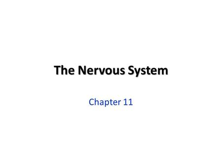 The Nervous System Chapter 11.