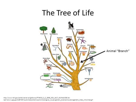 The Tree of Life  lap7.cbi.cr.usgs.gov%3B7097/publishedcontent/publish/ecological_issues/genetic_biodiversity/phylogenetic_trees_intro/tree.gif.
