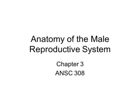 Anatomy of the Male Reproductive System Chapter 3 ANSC 308.