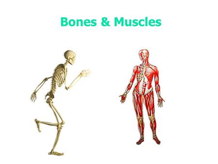 Bones & Muscles.