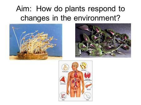 Aim: How do plants respond to changes in the environment?