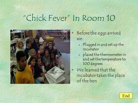 “Chick Fever” In Room 10 §Before the eggs arrived we: l Plugged in and set up the incubator l placed the thermometer in and set the temperature to 100.
