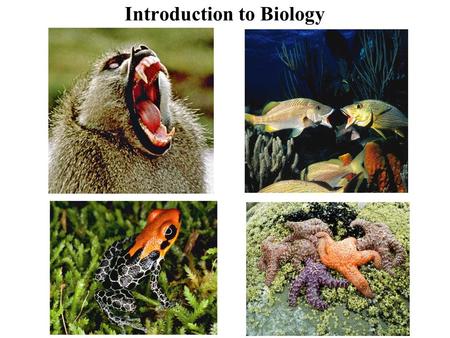 Introduction to Biology. What is Biology? It is the study of life, living things, what they are, how they work, and how they interact with one another.