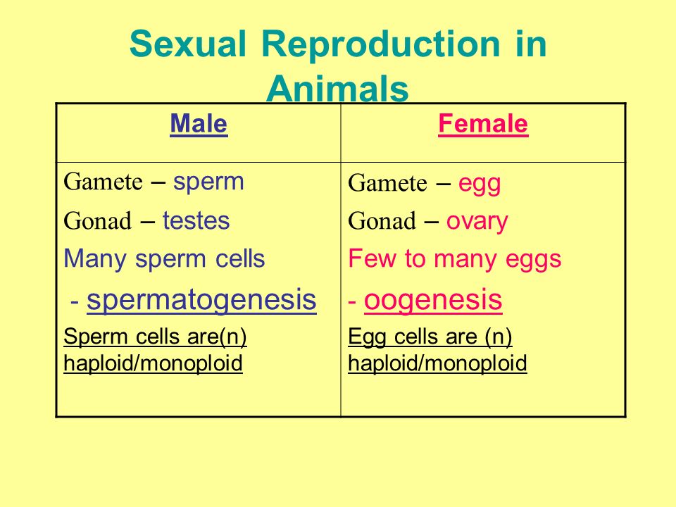 Sexual Reproduction in Animals - ppt video online download