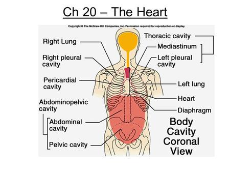 Ch 20 – The Heart.