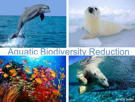 Aquatic Biodiversity Reduction Selena Sudol. Marine Biodiversity is, plain and simple, the diversity of organisms in marine environments. It is the variety.