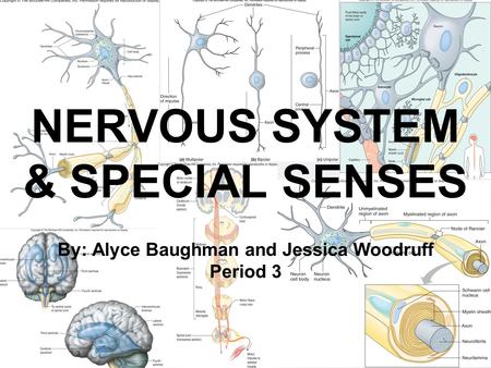 NERVOUS SYSTEM & SPECIAL SENSES By: Alyce Baughman and Jessica Woodruff Period 3.