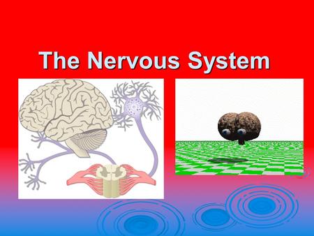 The Nervous System. Essential Question  How does the nervous system promote homeostasis in the body.