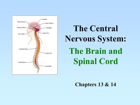 Chapters 13 & 14 The Central Nervous System: The Brain and Spinal Cord.