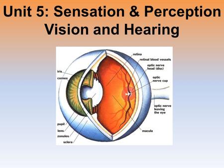 Unit 5: Sensation & Perception Vision and Hearing.
