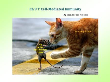 1 Circulating T cells Ag in the Inflammatory tissue Ch 9 T Cell-Mediated Immunity Ag-specific T cell response.