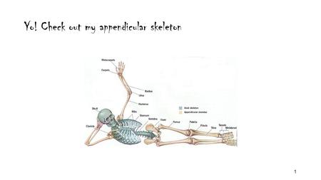 Yo! Check out my appendicular skeleton