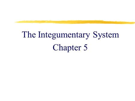 The Integumentary System Chapter 5. The Skin  epithelial and connective tissues working together  the largest organ of the body  1.5 - 2 square meters.