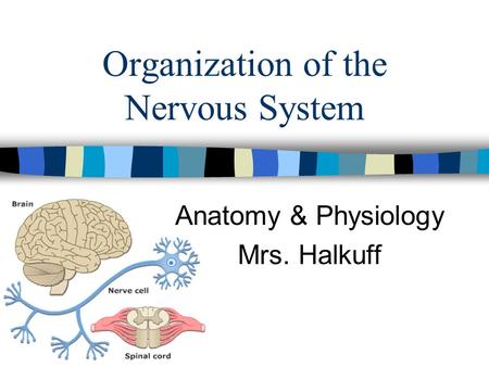 Organization of the Nervous System Anatomy & Physiology Mrs. Halkuff.