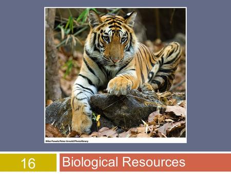 16 Biological Resources. Overview of Chapter 16  Biological Diversity  Extinction and Species Endangerment  Endangered and Threatened Species  What.