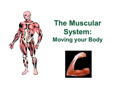 The Muscular System: Moving your Body