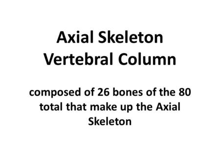 Axial Skeleton Vertebral Column composed of 26 bones of the 80 total that make up the Axial Skeleton.