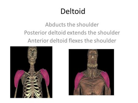 Deltoid Abducts the shoulder Posterior deltoid extends the shoulder Anterior deltoid flexes the shoulder.