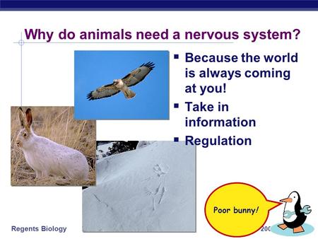 Regents Biology 2003-2004 Why do animals need a nervous system?  Because the world is always coming at you!  Take in information  Regulation Remember…