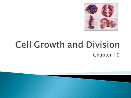 Chapter 10.  Limits to Cell Size ◦ 1) Information Overload – as size increases, DNA is not able to provide information for all the needs of the cell.