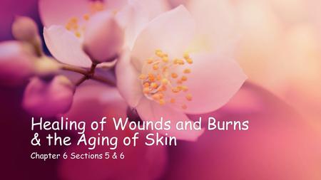 Healing of Wounds and Burns & the Aging of Skin Chapter 6 Sections 5 & 6Chapter 6 Sections 5 & 6.