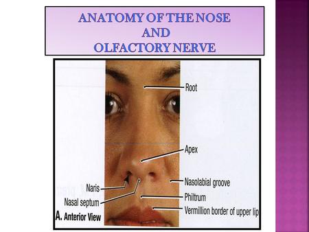 ANATOMY OF THE NOSE AND OLFACTORY NERVE