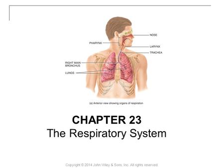 Copyright © 2014 John Wiley & Sons, Inc. All rights reserved. CHAPTER 23 The Respiratory System.
