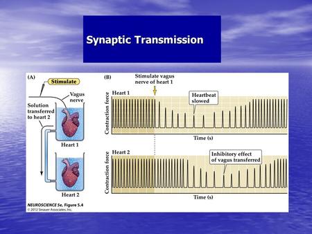 Synaptic Transmission. Electrical & Chemical Synapses Electrical & Chemical Synapses.