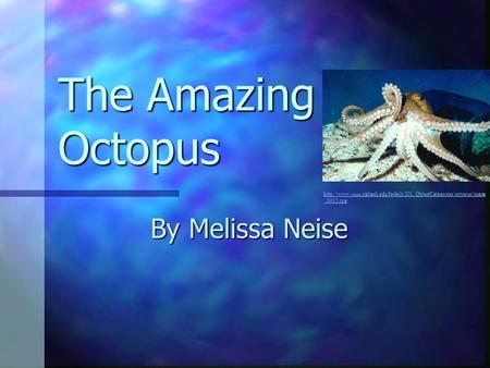 The Amazing Octopus By Melissa Neise  vision.caltech.edu/feifeili/101_ObjectCategories/octopus/image _0013.jpg.