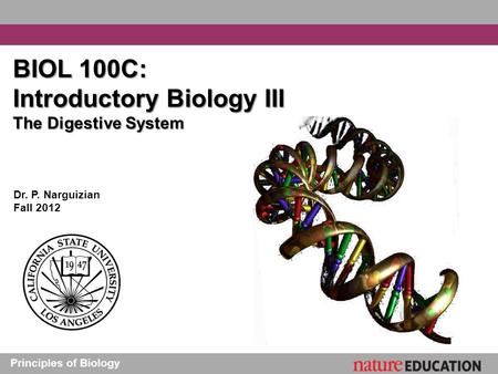 Principles of Biology BIOL 100C: Introductory Biology III The Digestive System Dr. P. Narguizian Fall 2012.