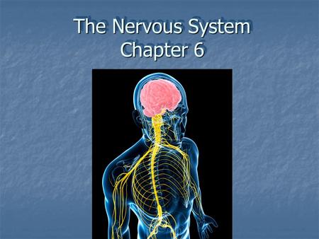 The Nervous System Chapter 6
